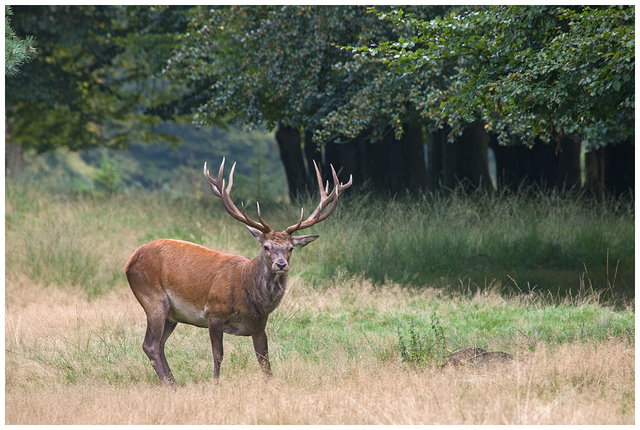 Red deer with beautiful antlers