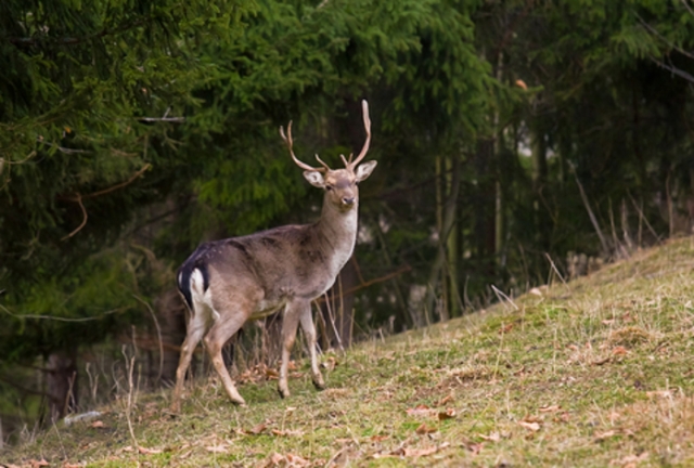 Red deer on a hillside