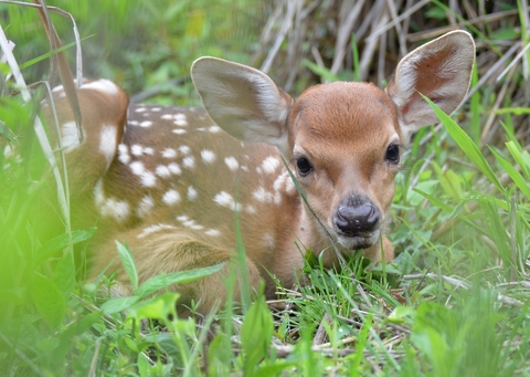 Hey little guy.