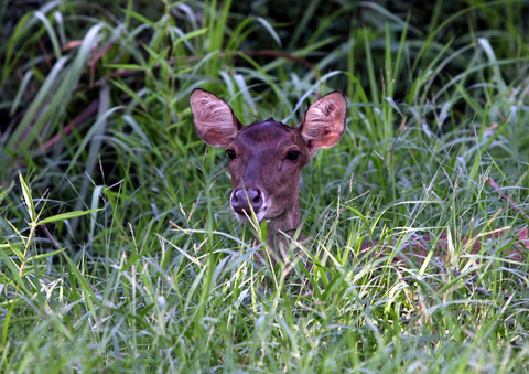 Do my ears look big to you?