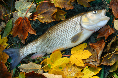 European Chub