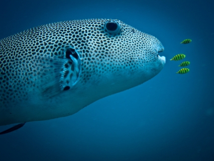 Star Puffer Fish