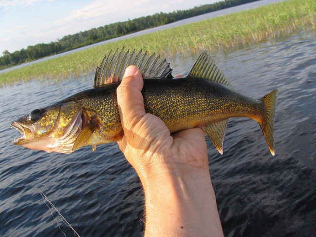 Fishing the weeds