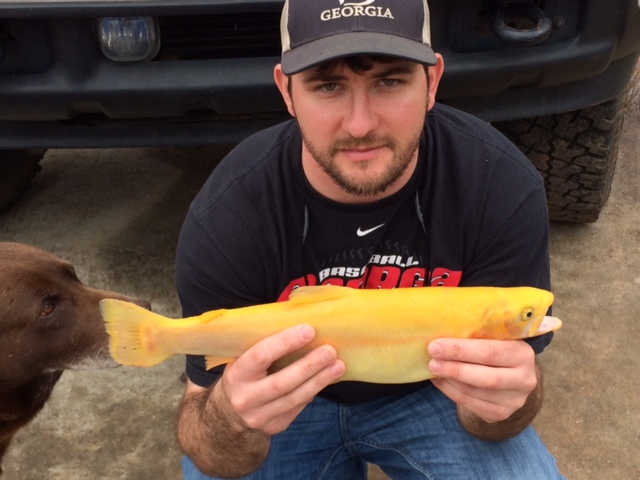 Golden Trout