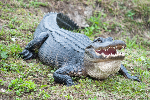 American Alligator