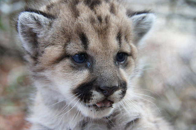 Mountain Lions of LA