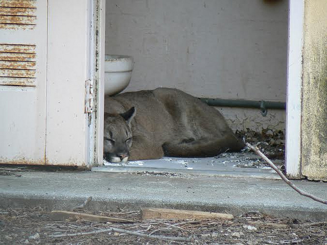 Mountain Lions of LA