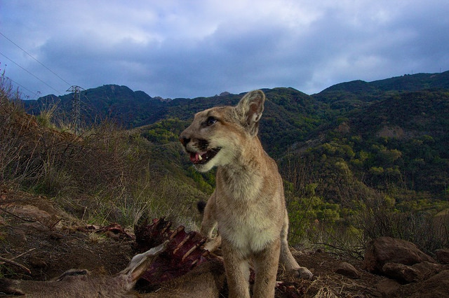 Mountain Lions of LA