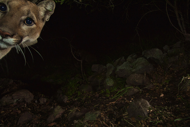 Mountain Lions of LA