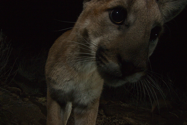 Mountain Lions of LA