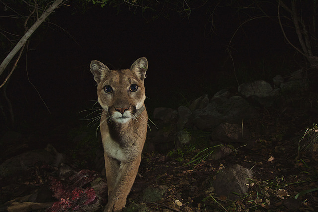 Mountain Lions of LA