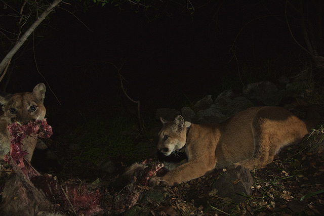 Mountain Lions of LA