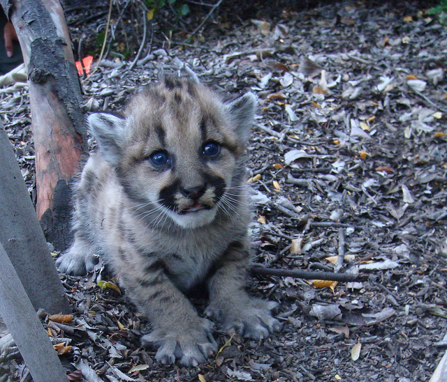 Mountain Lions of LA