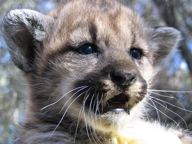 Mountain Lions of LA