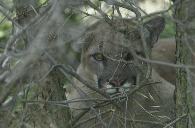 Mountain Lions of LA