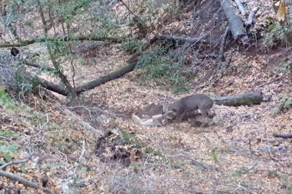 Mountain Lions