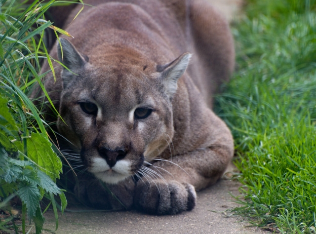 Mountain Lions