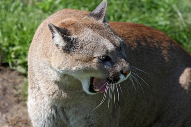 Mountain Lions