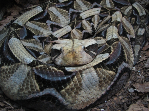 Gaboon viper