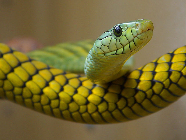 Western Green Mamba