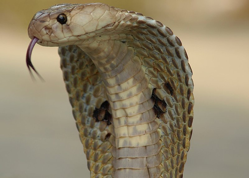 Indian Cobra