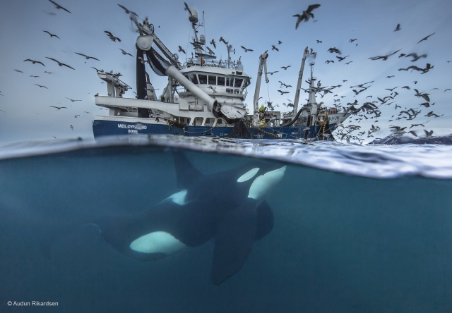 Splitting the catch by Audun Rickardsen (Norway)