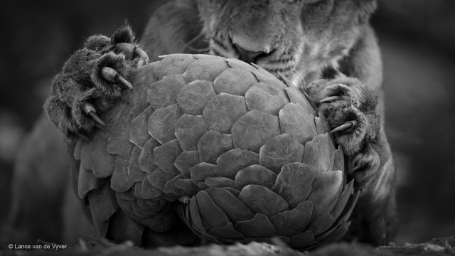 Playing pangolin by Lance van de Vyver (New Zealand)