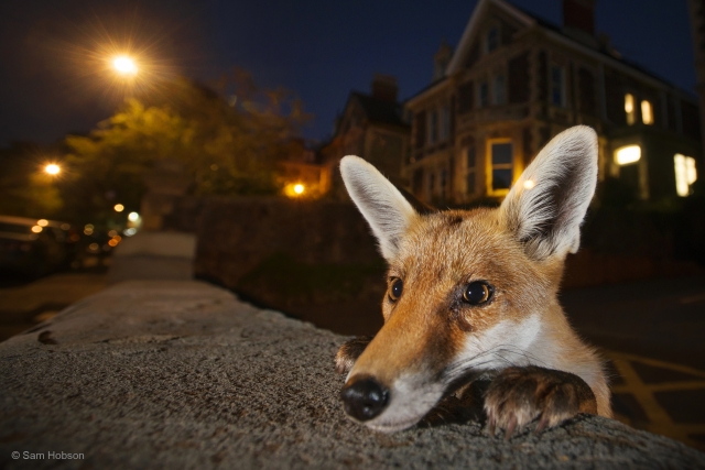 Nosy neighbor by Sam Hobson (UK)