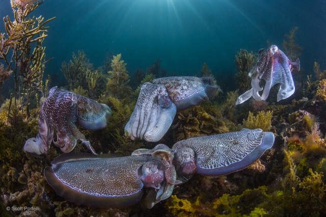 Collective courtship by Scott Portelli (Australia)