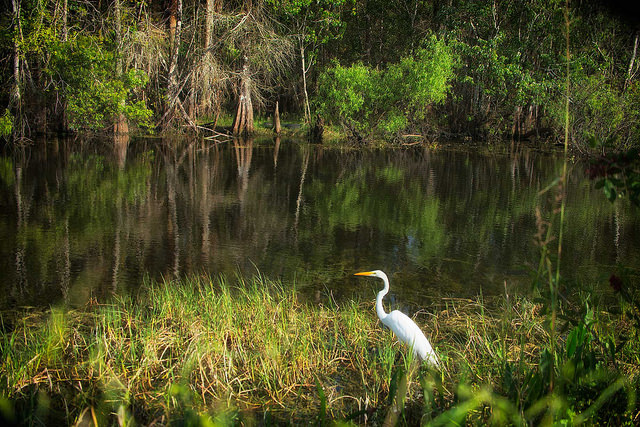 Big Cypress National Preserve, Florida